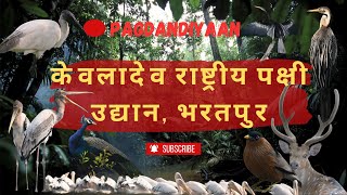 केवलादेव नेशनल पार्क में पेलिकन परिवार से रोमांचक मुलाकात | भरतपुर बर्ड सेंचुरी व्लॉग