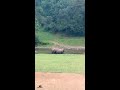 wild elephant in anakulam munnar anakulam munnar