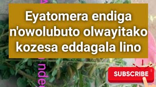 Eyatomera endiga naawe alina olubuto oluyiseeko kozesa eddagala lino