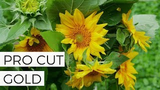 In Bloom: Pro Cut Gold Sunflower - Cut Flower Gardening for Beginners