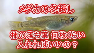 メダカの冬越し 柿の落ち葉は何枚くらい入れたらいいの？ 滋賀県のメダカ販売店 めだか藁屋 高木正臣