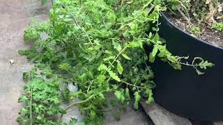 Growing Tomatoes In The Shop