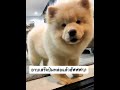 chowchow จับบรู๊คลินอาบน้ำในรอบเดือน เชาว์เชาว์ขนปุย บรู๊คลิน u0026 จัสมีน