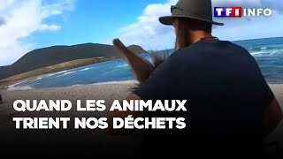 Quand les animaux trient nos déchets