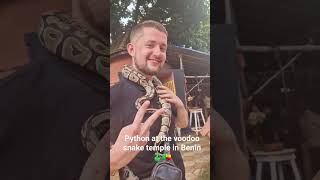 Python at the voodoo snake temple in Benin, West Africa #animals #africa #shorts