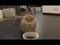 ダラダラするうさぎ a rabbit chills out vol.249