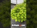 Enjoy the unique beauty of Acer palmatum 'Lima Gold' Dwarf Japanese Maple MrMaple.com #mrmaple