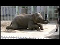 凄腕飼育員とアジアゾウ（東山動植物園2010）elephant u0026 zookeeper