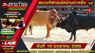 🔴 LIVE ! #ถ่ายทอดสดวัวชนวันนี้ สนามชนโคบ้านท่าหรั่ง  วันที่ 19 ม.ค 68 #วัวชน​ #วัวชนวันนี #วัวชนสด​