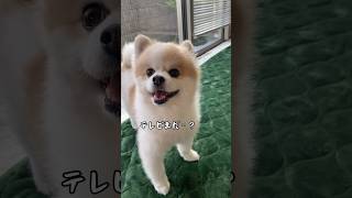 テレビ見終わったら散歩行くコト察知してるポメラニアン#shorts #ポメラニアン#dog#かわいい#おもしろ#多頭飼い#cutedog#犬