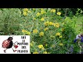 Conseils jardinage :Phlomis fruticosa: Taille et entretien: Plante vivace