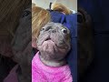 french bulldog loses hug war. dogs funnydogs comedy funny frenchies