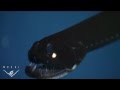 Eerie critters from the deep sea: BIG TEETH