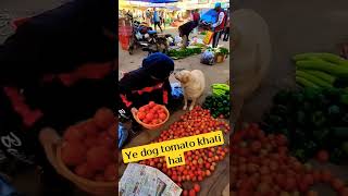 DAISY TOMATO  KHATI HAI | TRAVELLER NAGESH | BHILAI CHHATTISGARH