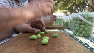 VAQUI. La fête des olives vertes de Mouriès, entre traditions provençales et enjeux économiques