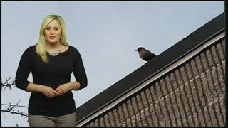 Do Robin Sightings Mean Spring Is Near