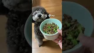 ご飯を食べない愛犬に犬用のふりかけをかけたらどうなる！？【実証】#shorts