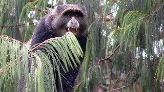 Kilimanjaro BLUE MONKEYS in a state of alert - Lemosho Route, Tanzania