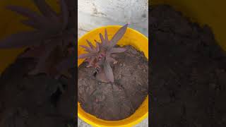 చిలగడదుంప మొక్క #gardening #garden #viral #trendingreels #sweet potato #gardentour