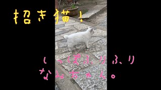 【今戸神社】招き猫なみちゃん 短いしっぽが可愛い！