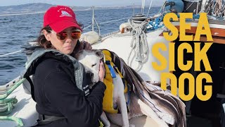 Winter Sail to Catalina Island! Life updates, boat updates, and sailing with a seasick dog! | EP 22