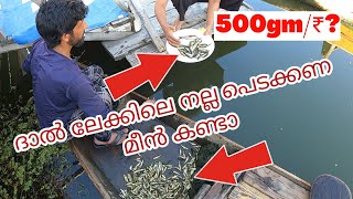 ദാൽ ലേക്കിലെ നല്ല പെടക്കണ മീൻ കണ്ടാ, Fresh Fish From Dal Lake | Travel With Fitness Couple