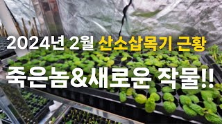 2024년 2월 산소삽목기 근황