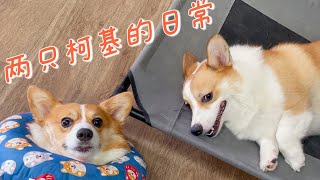 柯基cookie\u0026max｜Naughty Corgi Puppies’ daily| 两只小短腿的幸福生活