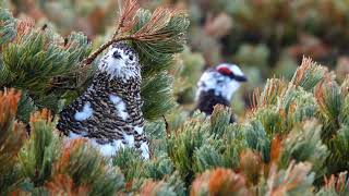 燕山荘の雷鳥のつがい２