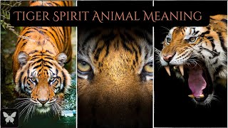 Tiger Spirit Animal Symbol and Meaning when to wait and when to