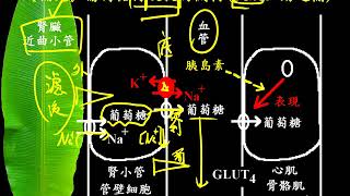 10601高三選修生物ch8 2 10補充腎小管的再吸收機制三廉