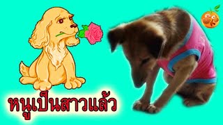 น้องมีบุญ EP. 24 ตอน หนูเป็นสาวแล้ว | ลูกหมาน่ารัก