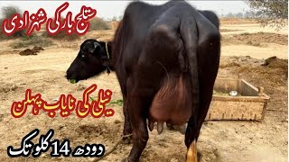 پیورنیلی کی بھینسں برائے فروخت#Nili Rave Buffalos for sale in punjab on YouTube sale،03065110914