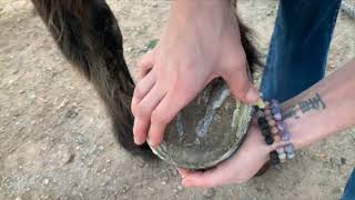 Using Pure Sole Hoof Mud, Cleanse, Wax and Oil