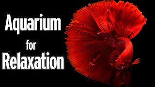 The Best Aquarium for Relaxation. Relaxing Oceanscapes. Sleep Meditation  Screensaver