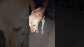 dog bite+ distemper 😟😞😞 #streetanimals #dog #puppy #animlovers #streetdog #animals #ngo jeev jantu