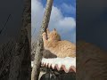 # Everything is in the snow in Northeast China #shorts #pets #funnypets #funnycatvideos #Thekittenun