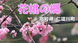 花桃の郷、里山一面にけなげに咲き誇る可憐な花「花桃」。高知県 仁淀川町 上久喜 にて（2023.3.31）