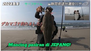 [サーフ]ヒラメ釣り、久しぶりの穏やかな海でデカマゴチ釣れましたII Mancing Pasiran ikan sebelah di JEPANG