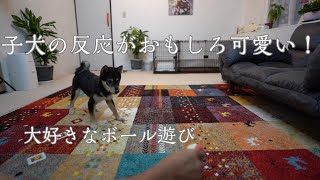 【豆柴うらら＃14】子犬の反応がおもしろ可愛いすぎた！大好きなボール遊び＃豆柴＃柴犬＃豆柴暮らし＃子犬