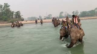 Elephants with surveyor cross the mighty Narayani River in Chitwan National Park during Rhino count.