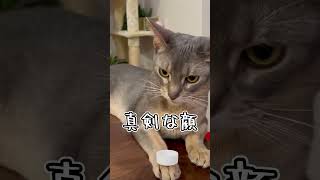 ペットボトルの蓋を表にしちゃううちの猫さん #shorts #猫 #アビシニアン