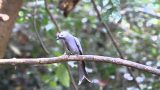 ikarabi野鳥動画　ハイイロオウチュウ　ashy drongo