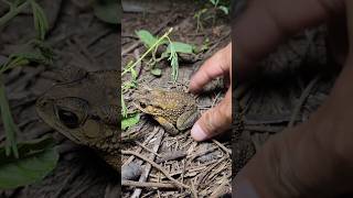 Catch Frog in Forest Near My Home Make You Laugh #frog #funnyvideos #fun #funny #animals #shorts