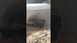 Uromastyx thomasi laying an egg