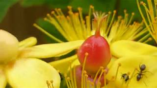 Hypericum miracle - Aronsgullrunni - Jónsmessurunni - Garðplanta - Gul blóm