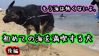 【ジャーマンシェパード】初めての海を満喫する犬・後編【German Shepherd Dog】A dog enjoying the sea for the first time 2/2