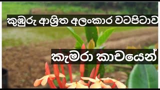 Niaha TV  සුන්දර වෙල් එළියක අසිරිය. Village in the beauty of the a well light.