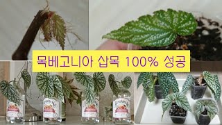 목베고니아 삽목 100프로 성공방법은?[화이트아이스,돈밀러,스노우캡]