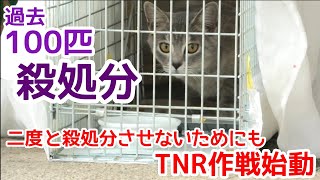 忌まわしい過去がある場所でTNRをはじめました(１匹目)